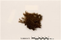 藏品(曲尾苔屬)的圖片